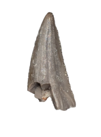 Coelophysid Tooth, Chinle (Coelophyis?, Camposaurus?)