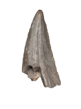 Coelophysid Tooth, Chinle (Coelophyis?, Camposaurus?)