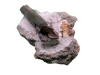 Raptor (Dromaeosaur) Limb Bone, Two Medicine Formation