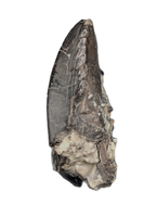 Camptosaurus Tooth, Morrison Formation