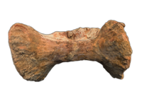 Huge Spinosaurus Tail Vertebra