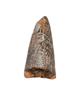 Tyrannosaurus Rex Tooth