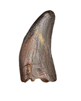 Raptor (Dromaeosaur) Itemirus? Tooth, Bissekty Formation, Uzbekistan