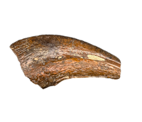 Theropod Claw, Bissekty Formation, Uzbekistan