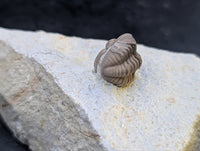 Kainops Trilobite, Oklahoma