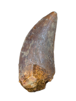 Carcharodontosaurus Tooth