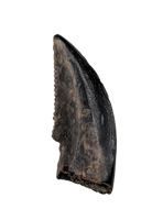 Dromaeosaur (Raptor) Tooth, Judith River Formation