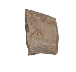 Deinonychus Claw Section, Cloverly Formation