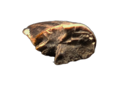 Baby Tyrannosaurus Rex Tooth
