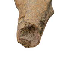 Azhdarcho (Pterosaur) Cervical Vertebra