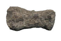Apatosaurus Tail Vertebra, Morrison Formation
