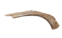 Tyrannosaurus Rex Rib
