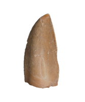 Majungasaurus Pre-Max Tooth