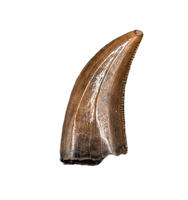 Acheroraptor Tooth from the Hell Creek Formation