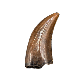Acheroraptor Tooth from the Hell Creek Formation