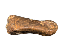 Theropod (Dromaeosaur ?) Toe Bone, Hell Creek