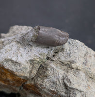 Allosaurus Tooth,  Morrison Formation