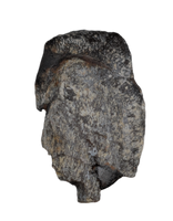 Camarasaurus Tooth from the Morrison Formation