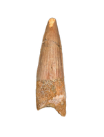Spinosaurus Tooth