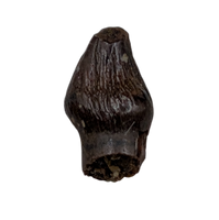 Thescelosaurus Pre Max Tooth from the Hell Creek Formation