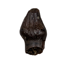Thescelosaurus Pre Max Tooth from the Hell Creek Formation