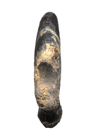 Saurornitholestes  Claw, Judith River Formation