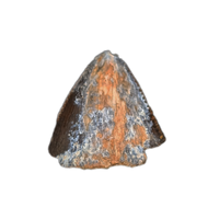 Tyrannosaurus Rex Tooth