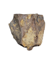 Triceratops Tooth
