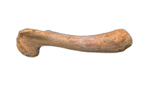 Turtle Femur, Kem Kem