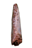 Large Phytosaur Tooth, Bull Canyon Formation
