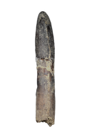 Huge Rooted Diplodocidae Tooth from the Mid Jurassic, Madagascar