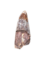Phytosaur Tooth, Chinle Formation