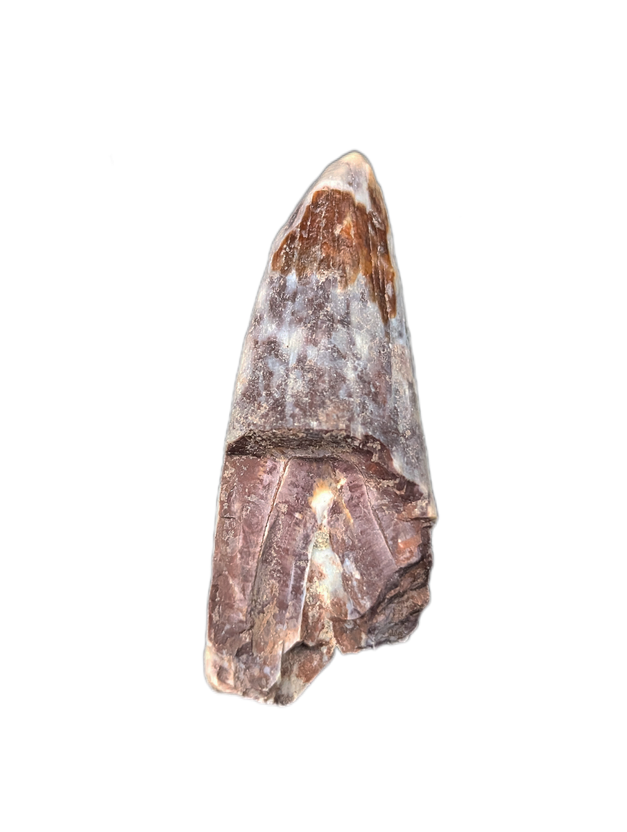 Phytosaur Tooth, Chinle Formation| The Daily Rex