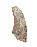 Huge Metricanthosaurid/Allosaurid?  Tooth, Elrhaz Formation