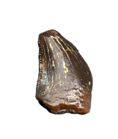Unknown Theropod Tooth, Bissekty Formation, Uzbekistan