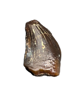 Unknown Theropod Tooth, Bissekty Formation, Uzbekistan