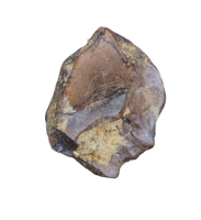 Triceratops Tooth