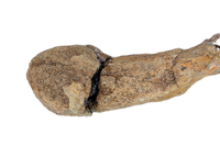 Edmontosaurus Fibula