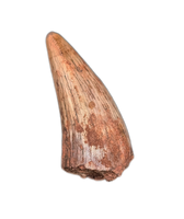 Phytosaur Tooth, Bull Canyon Formation