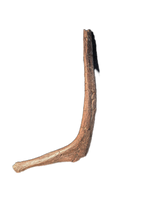 Dromaeosaur (Raptor) Rib, Hell Creek