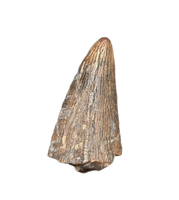 Richardoestesia sp. (Dromaeosaur) Tooth, Bissekty Formation, Uzbekistan
