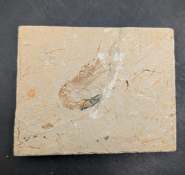 Shrimp, Lebanon 99 MYO