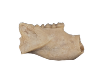 Eumys (Mouse Ancestor) Mammal Jaw Section with Teeth