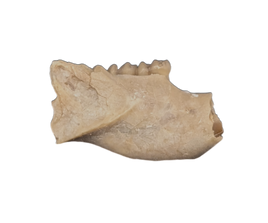 Eumys (Mouse Ancestor) Mammal Jaw Section with Teeth