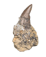Ceratosaur Tooth, El Mers Formation