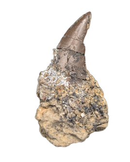 Ceratosaur Tooth, El Mers Formation