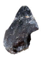 Turiasauria (Sauropod) Tooth, El Mers Formation