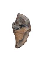 Huge Leptoceratops Tooth from the Hell Creek Formation