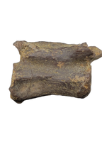 Dromaeosaur (Raptor) Tail Vertebra