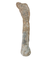 Sauropod Fibula, El Mers III Formation